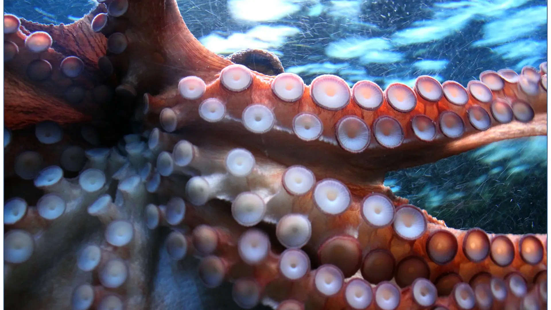 Así atrapa el calamar gigante a sus presas en el océano Así atrapa el calamar gigante a sus presas en el océano