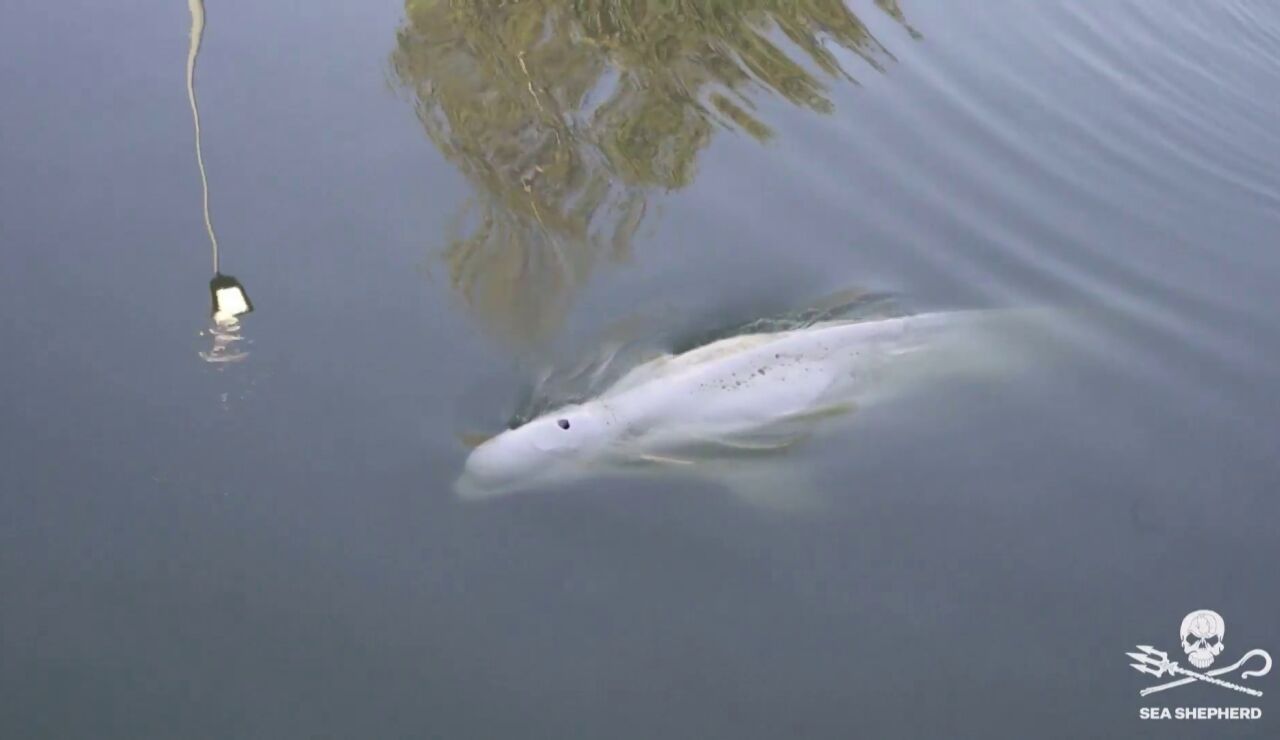 La beluga desorientada del río Sena