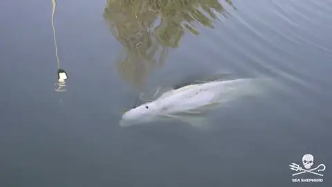 La beluga desorientada del río Sena La beluga desorientada del río Sena