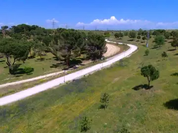 Reforestación Reforestación