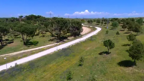 Reforestación Reforestación