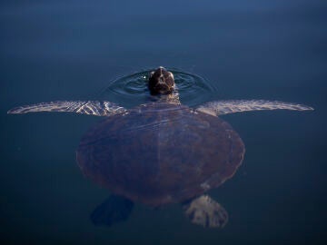 Tortuga nadando en libertad