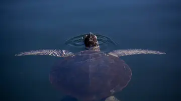 Tortuga nadando en libertad Tortuga nadando en libertad