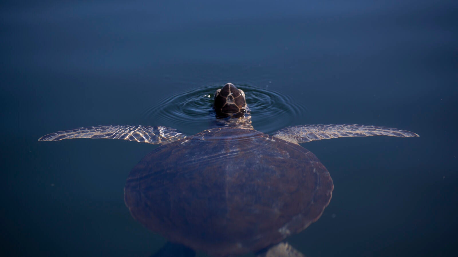 El cambio climático provoca que el 99% de las tortugas que nacen en Florida sean hembras
