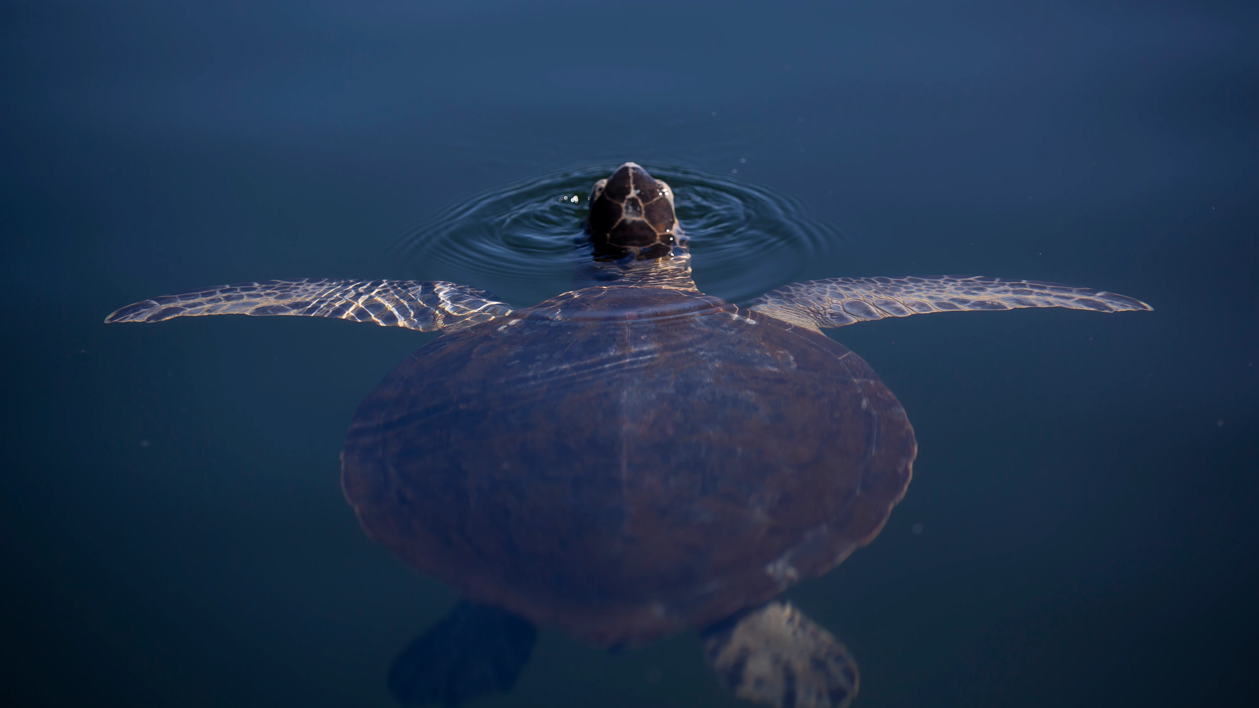 Tortuga nadando en libertad Tortuga nadando en libertad