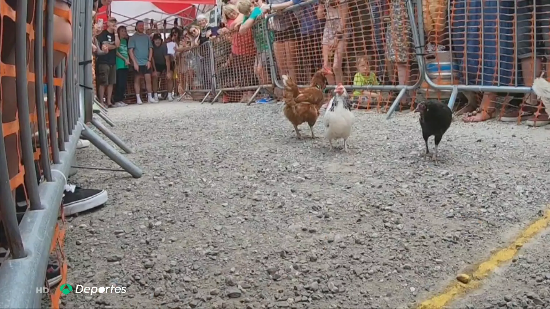 Gallina race