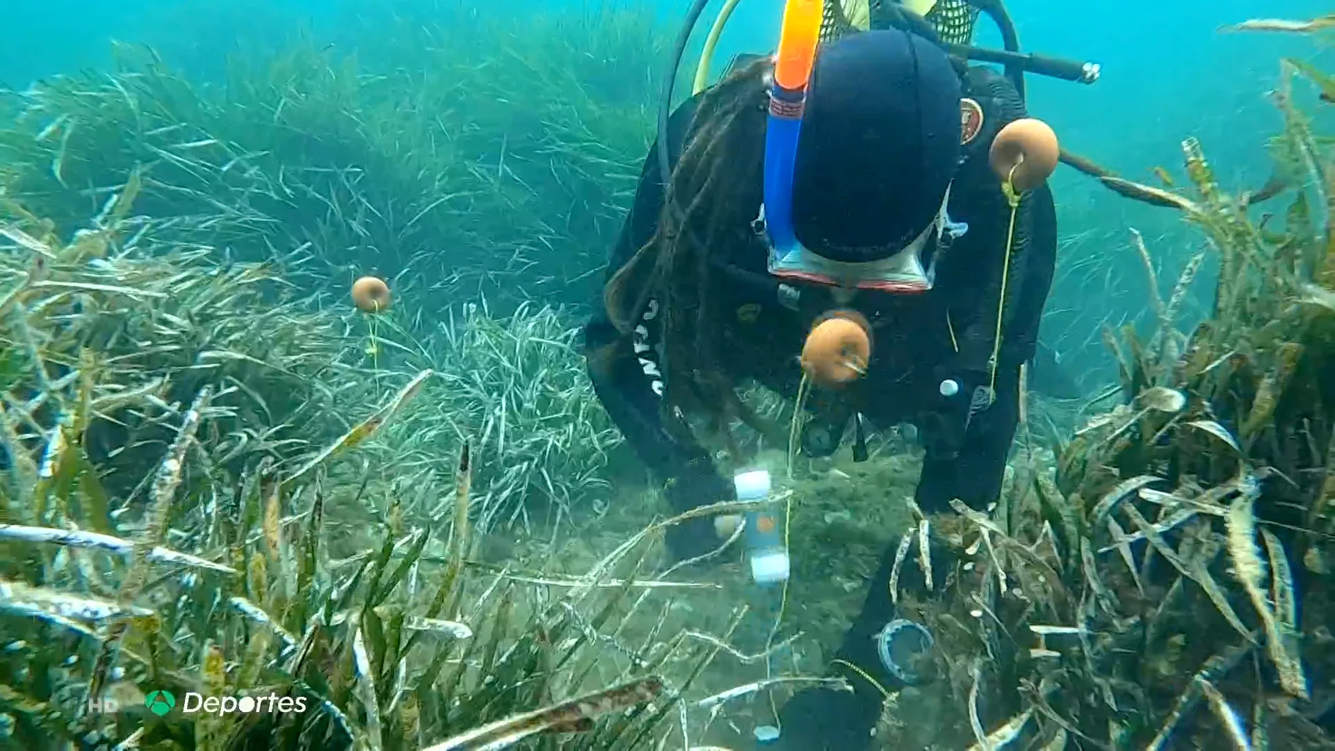posidonia