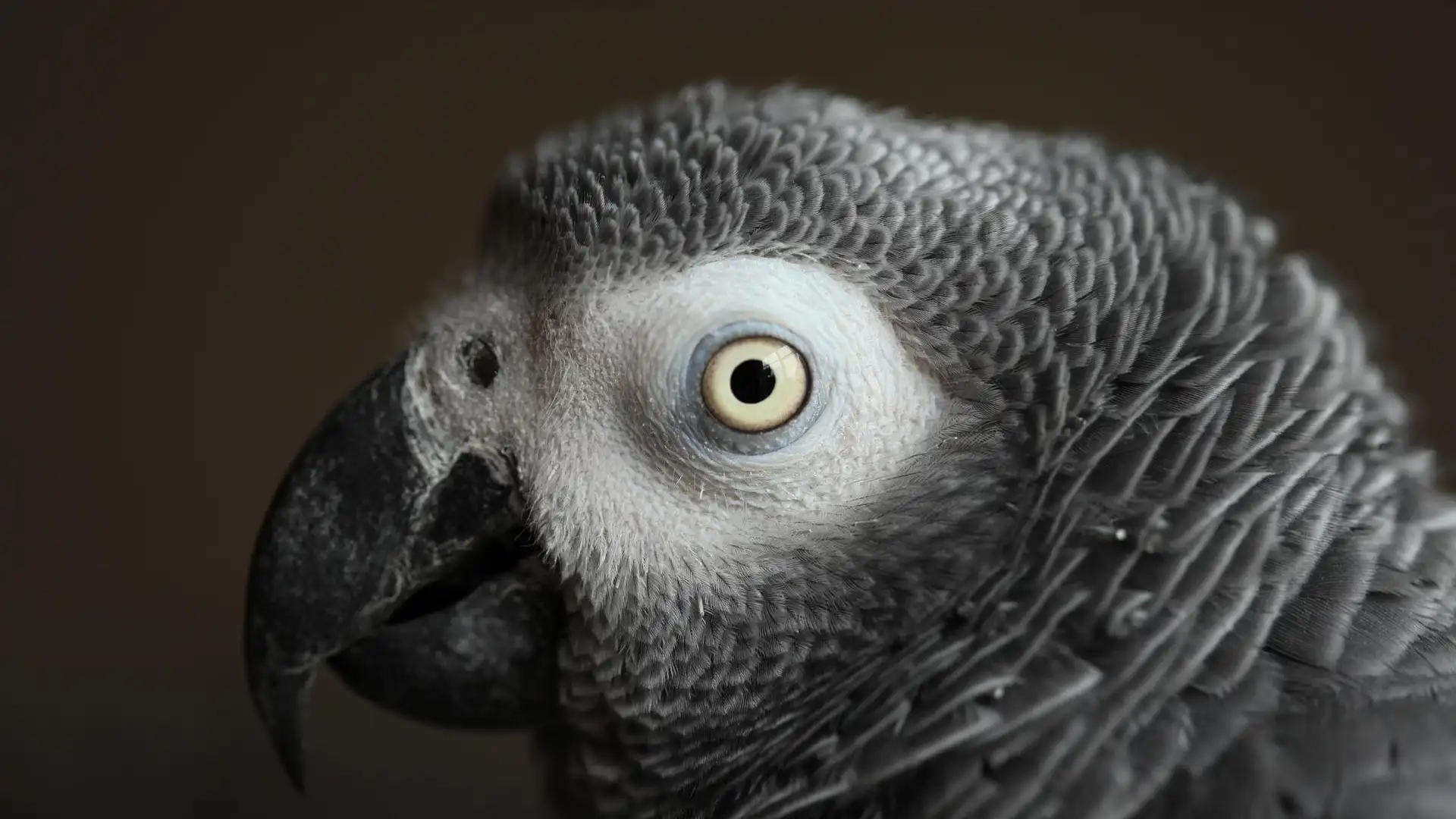 Imagen de archivo de un loro