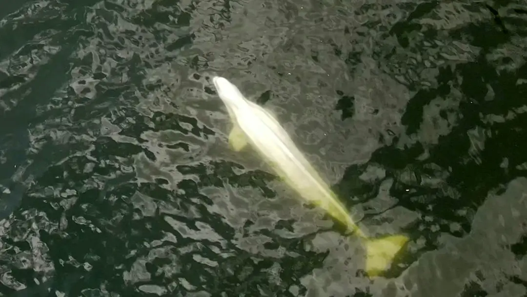 El plan para devolver a la beluga al mar El plan para devolver a la beluga al mar