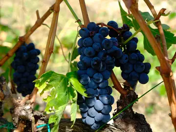 Imagen de unas uvas