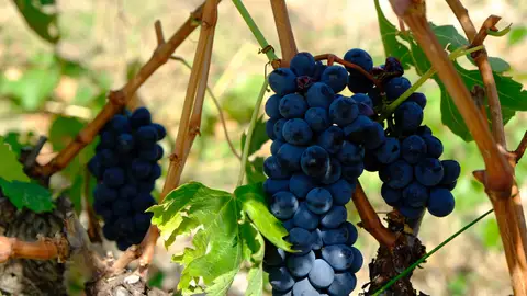 Imagen de unas uvas Imagen de unas uvas