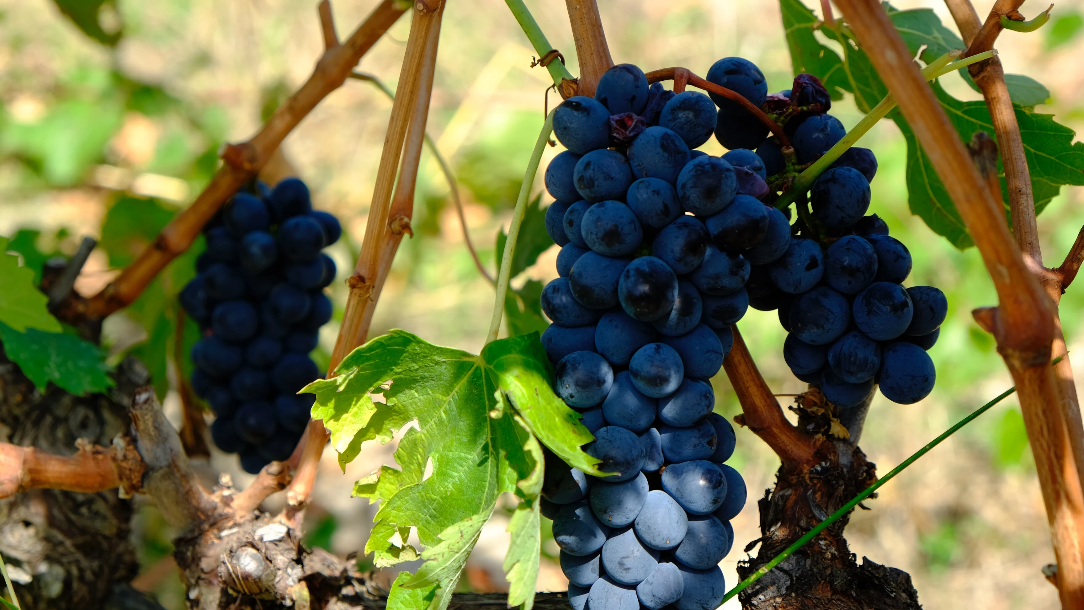 Imagen de unas uvas