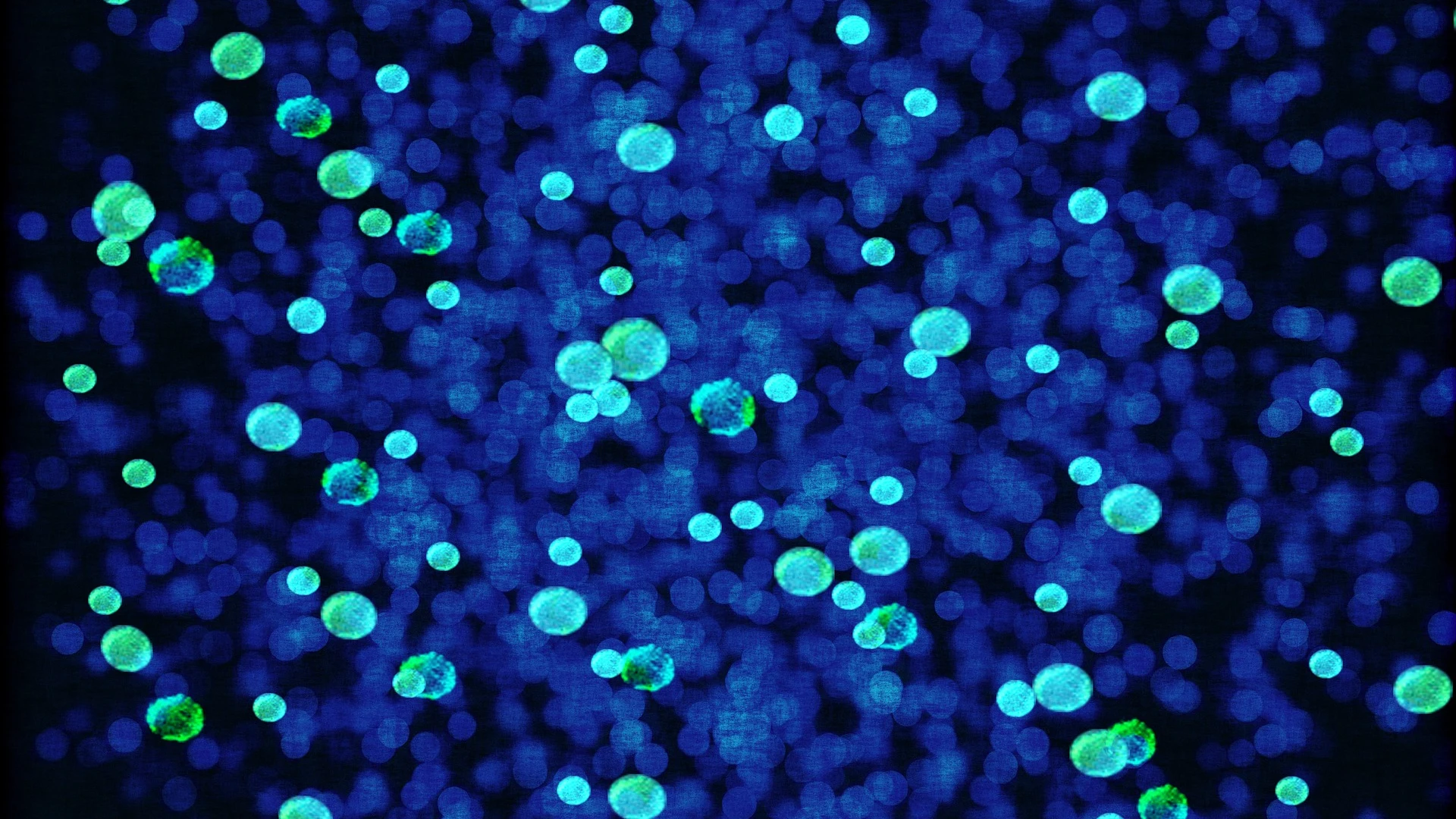 Bacterias