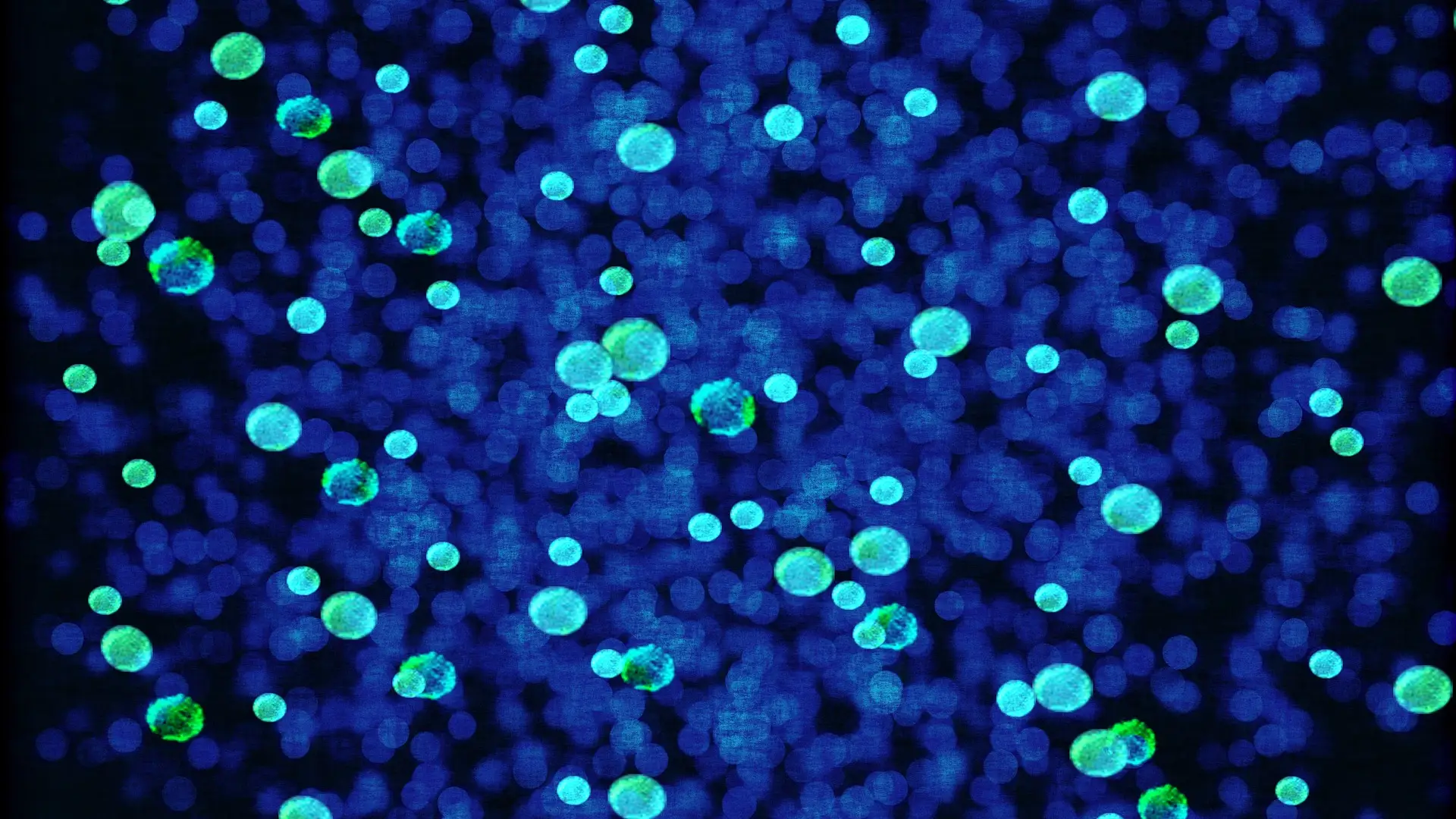 Bacterias Bacterias