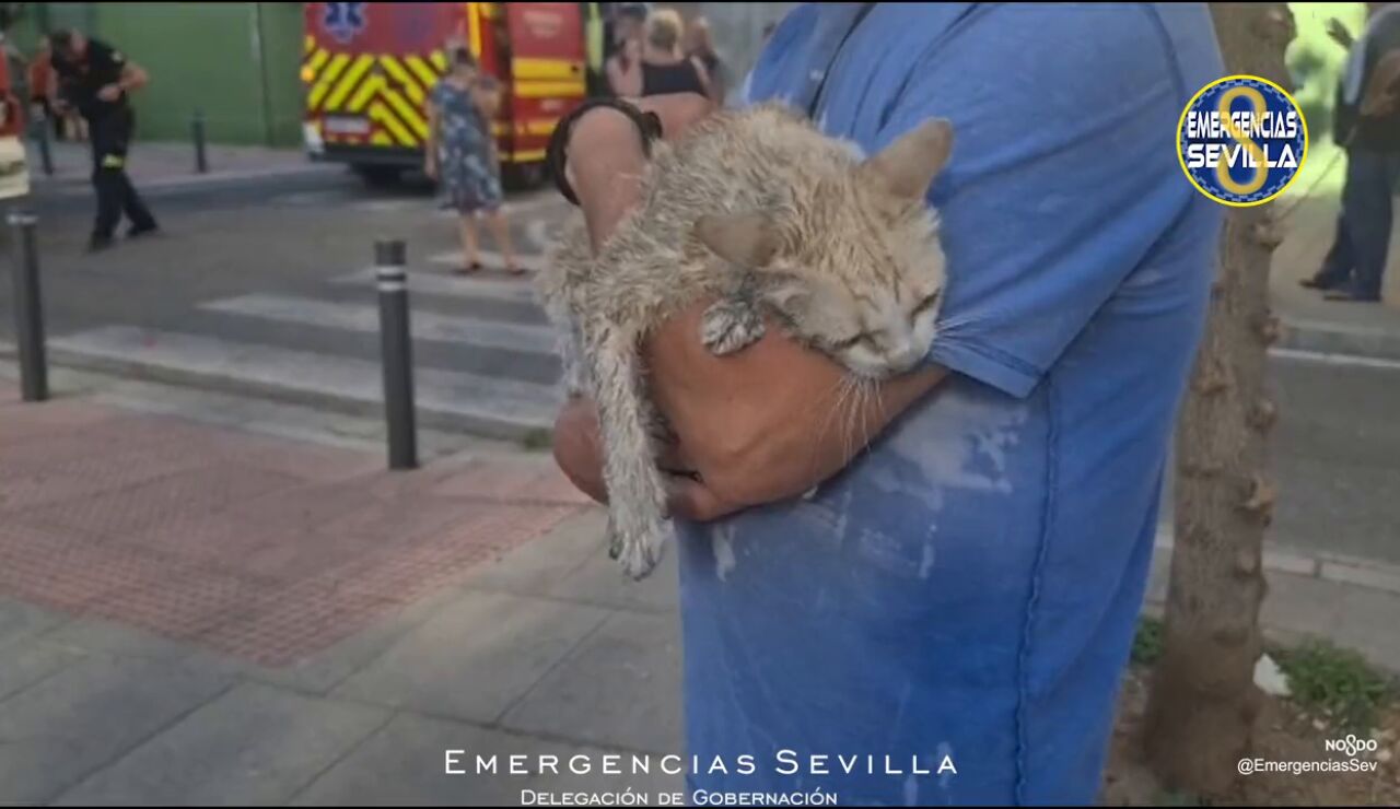 Gato es rescatado por los bomberos en Sevilla