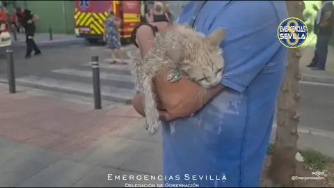 Gato es rescatado por los bomberos en Sevilla Gato es rescatado por los bomberos en Sevilla