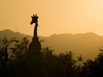 Jirafas, loros y robles en la lista de especies en peligro de extinción de la ONU Jirafas, loros y robles en la lista de especies en peligro de extinción de la ONU