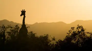 Jirafas, loros y robles en la lista de especies en peligro de extinción de la ONU Jirafas, loros y robles en la lista de especies en peligro de extinción de la ONU