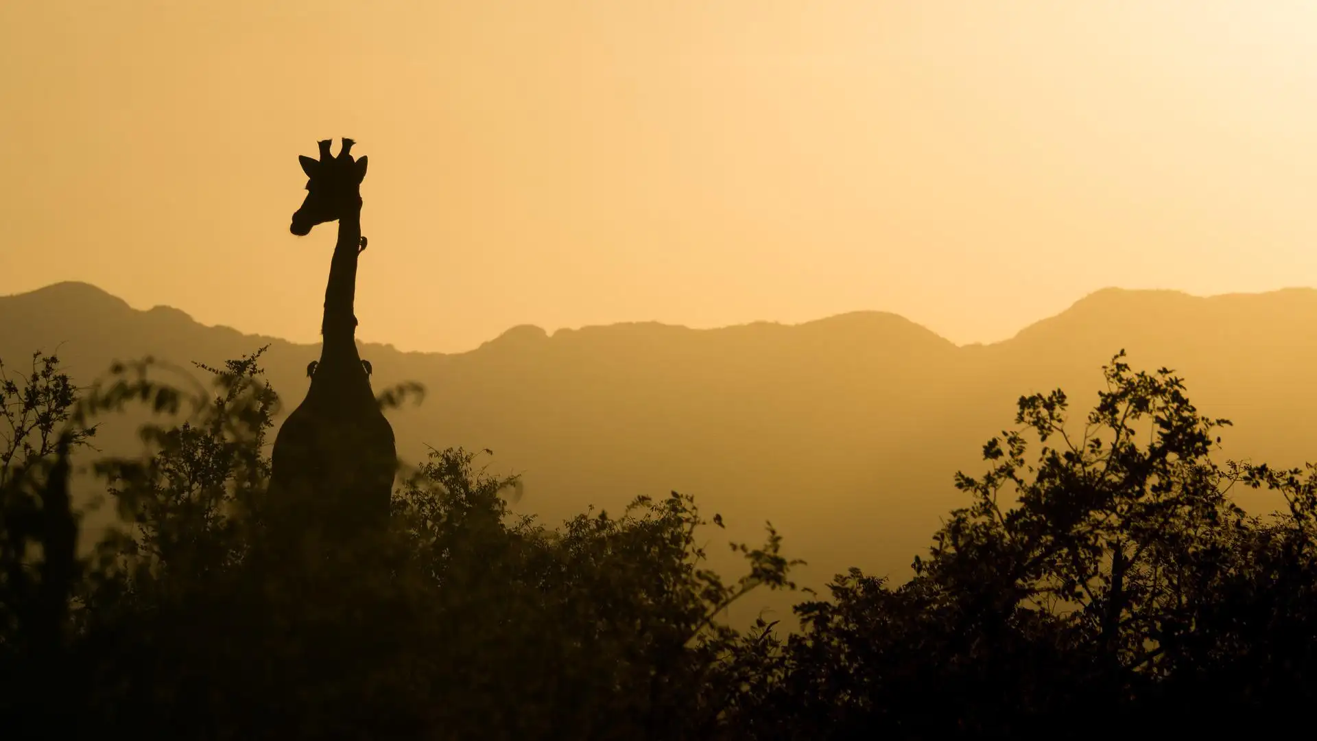 Jirafas, loros y robles en la lista de especies en peligro de extinción de la ONU Jirafas, loros y robles en la lista de especies en peligro de extinción de la ONU
