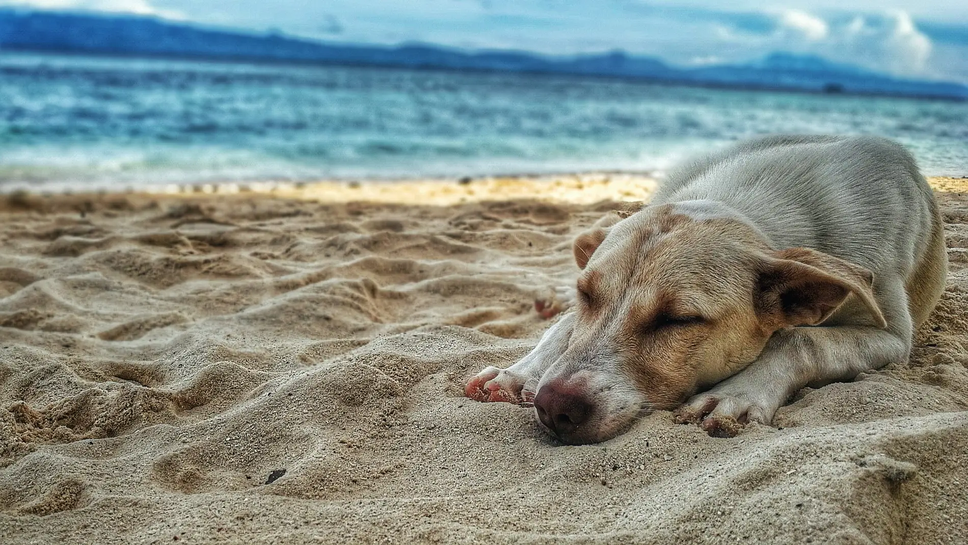 Un perro tumbado en la arena de la playa.