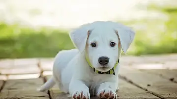 Perro Perro