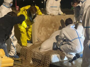 Rescate de la beluga extraviada en el río Sena (Francia)