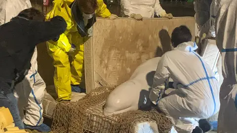 Rescate de la beluga extraviada en el río Sena (Francia) Rescate de la beluga extraviada en el río Sena (Francia)