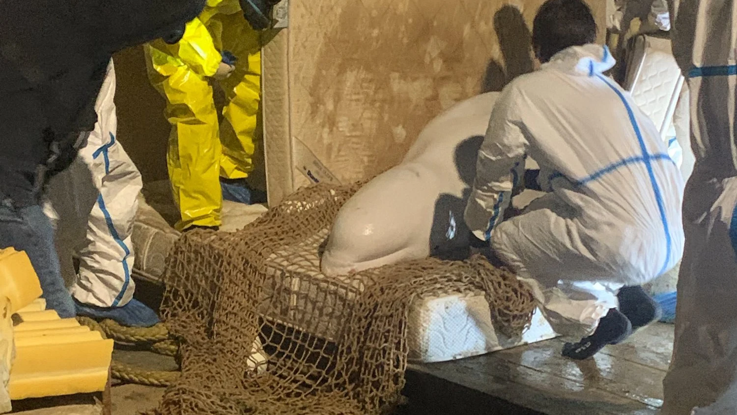 Rescate de la beluga extraviada en el r&iacute;o Sena (Francia)