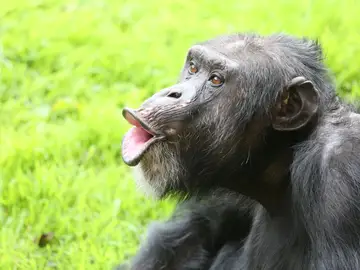 Un chimpancé vocalizando Un chimpancé vocalizando