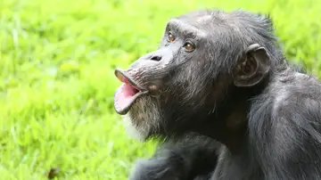 Un chimpancé vocalizando Un chimpancé vocalizando