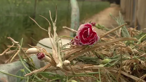 Sin claveles por la sequía en Sevilla Sin claveles por la sequía en Sevilla