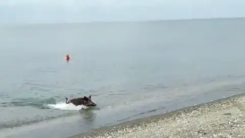 Un jabalí aparece en una playa de Benajarafe, en Málaga Un jabalí aparece en una playa de Benajarafe, en Málaga