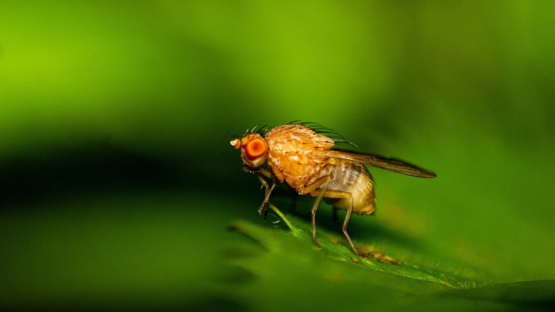 Mosca de la fruta