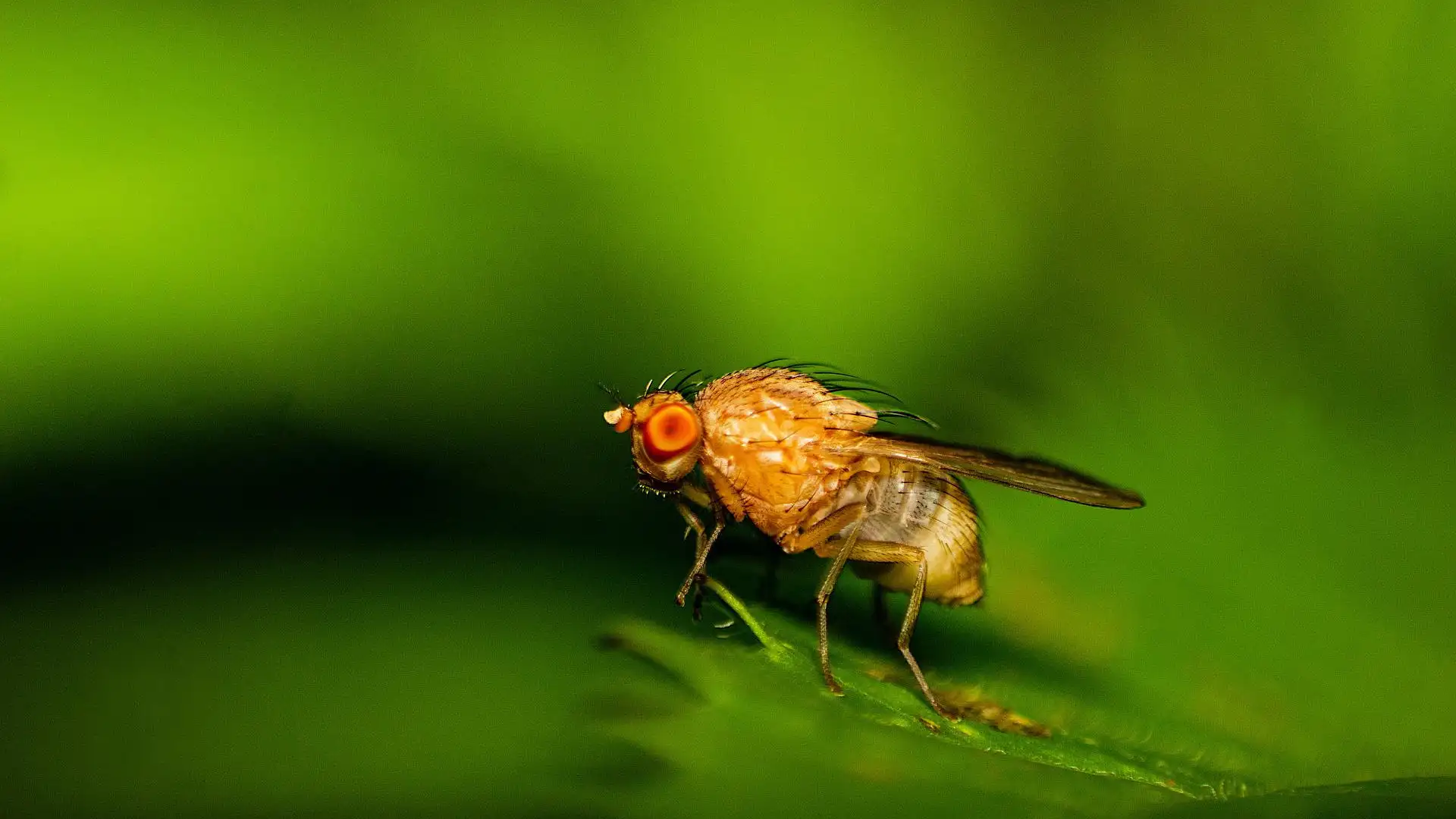 Mosca de la fruta Mosca de la fruta