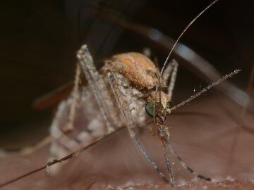 Se pide estar "muy alerta" por el incremento del mosquito transmisor del virus del Nilo Occidental