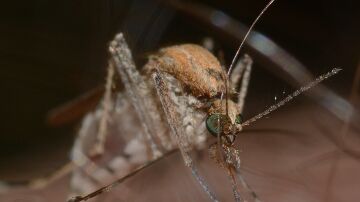 Mosquito transmisor del virus del Nilo Occidental