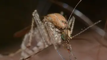 Mosquito transmisor del virus del Nilo Occidental Mosquito transmisor del virus del Nilo Occidental