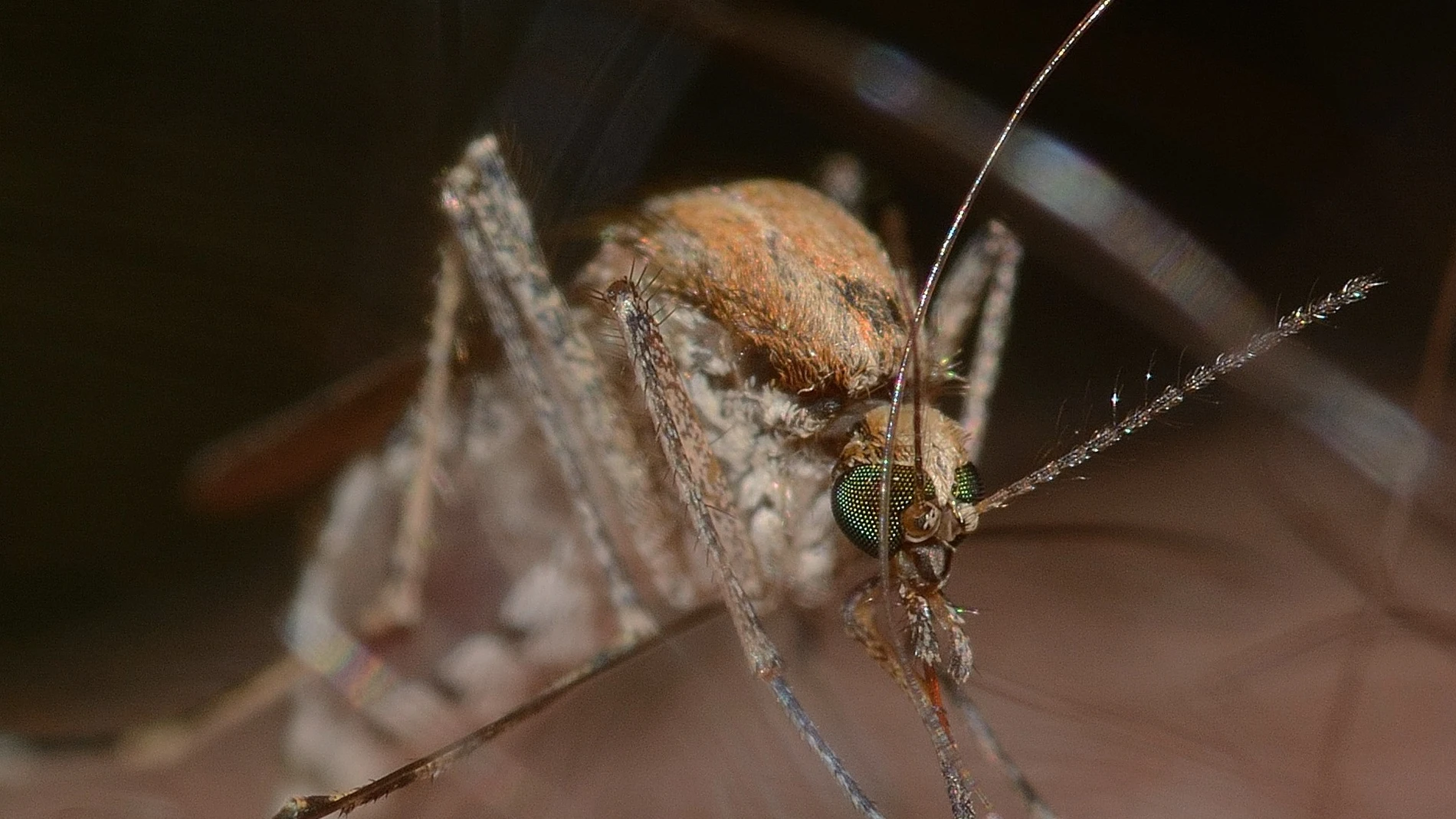 Mosquito transmisor del virus del Nilo Occidental Mosquito transmisor del virus del Nilo Occidental