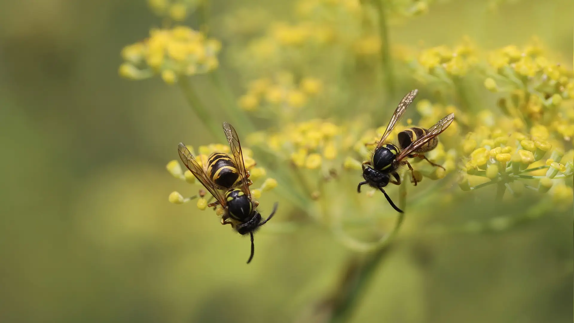 Las avispas tambi&eacute;n ayudan en la polinizaci&oacute;n de las flores