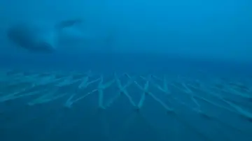 Consiguen las primeras imágenes de delfines alimentándose en redes de arrastre en la Costa Brava Consiguen las primeras imágenes de delfines alimentándose en redes de arrastre en la Costa Brava