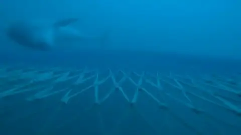 Consiguen las primeras imágenes de delfines alimentándose en redes de arrastre en la Costa Brava Consiguen las primeras imágenes de delfines alimentándose en redes de arrastre en la Costa Brava