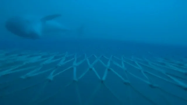 Consiguen las primeras imágenes de delfines alimentándose en redes de arrastre en la Costa Brava Consiguen las primeras imágenes de delfines alimentándose en redes de arrastre en la Costa Brava