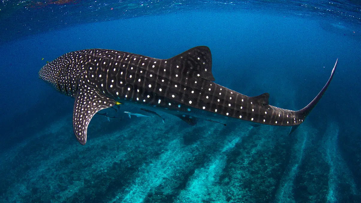 El 30 de agosto es el día del tiburón ballena El 30 de agosto es el día del tiburón ballena