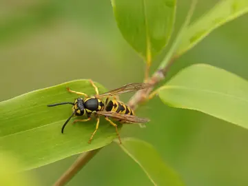Muere un hombre de 51 años por la picadura de una avispa en Murcia Muere un hombre de 51 años por la picadura de una avispa en Murcia