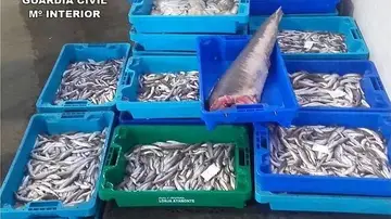 La Guardia Civil interviene una tonelada de pescado ilegal La Guardia Civil interviene una tonelada de pescado ilegal