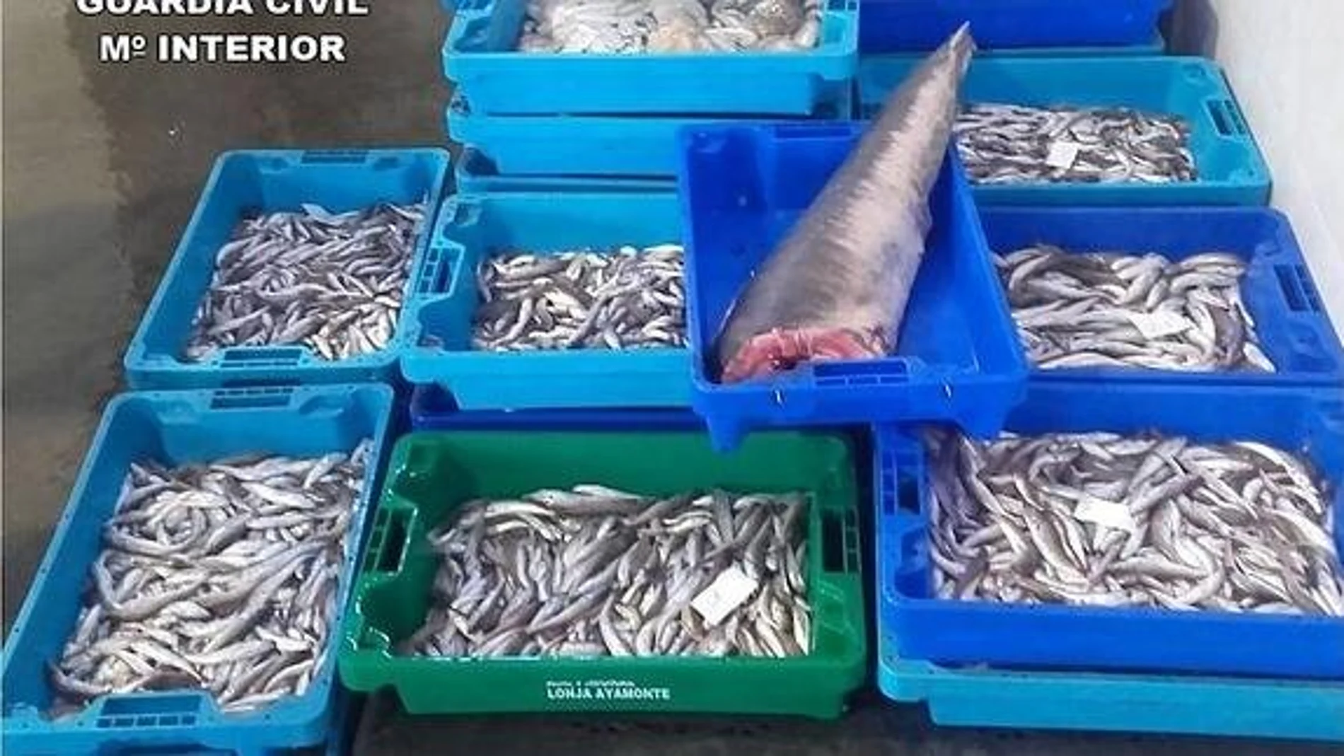 La Guardia Civil interviene una tonelada de pescado ilegal