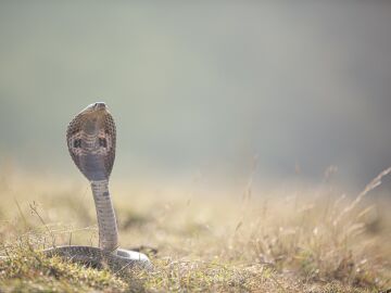 Imagen de archivo de una serpiente.