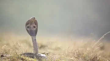 Imagen de archivo de una serpiente. Imagen de archivo de una serpiente.