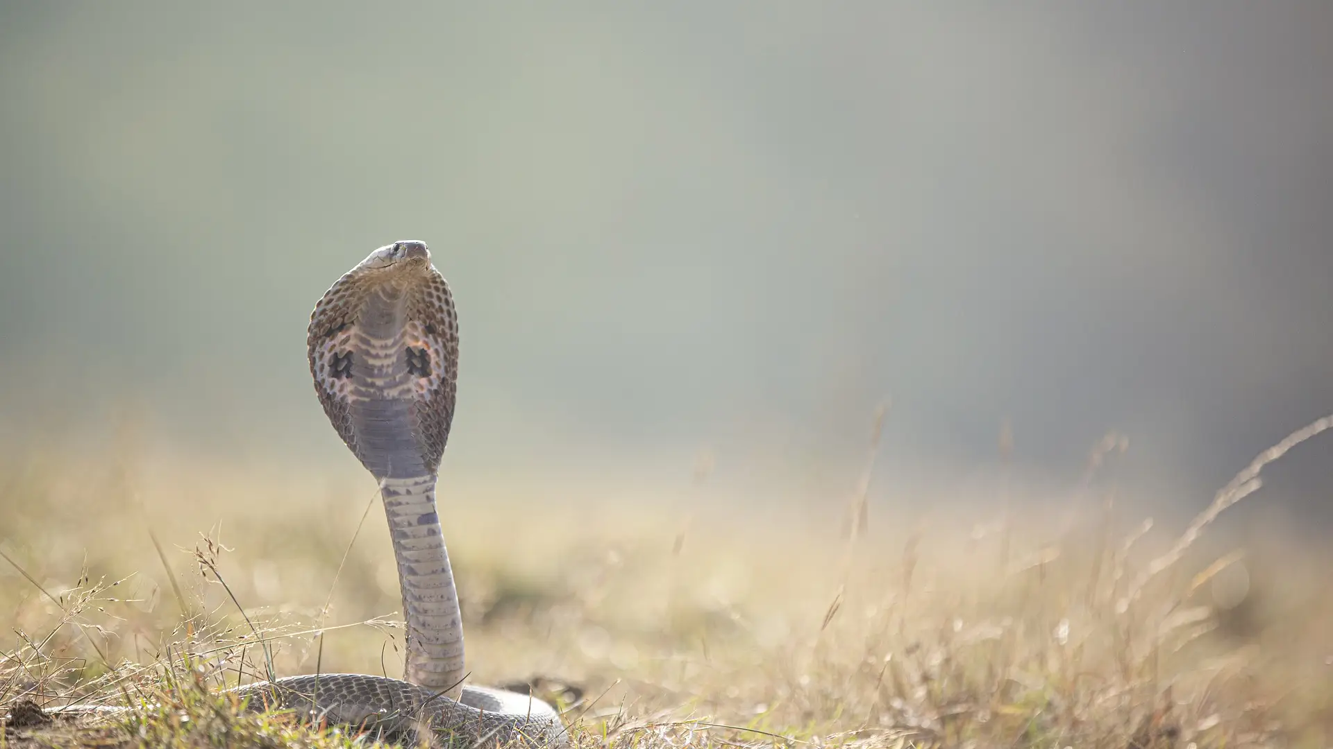 Imagen de archivo de una serpiente. Imagen de archivo de una serpiente.