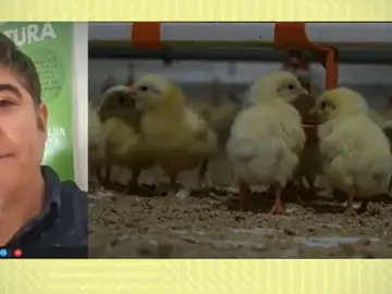 Alexis, creador de pollos Alexis, creador de pollos